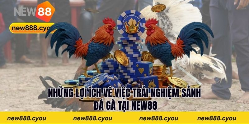 Những lợi ích về việc trải nghiệm sảnh đá gà tại New88