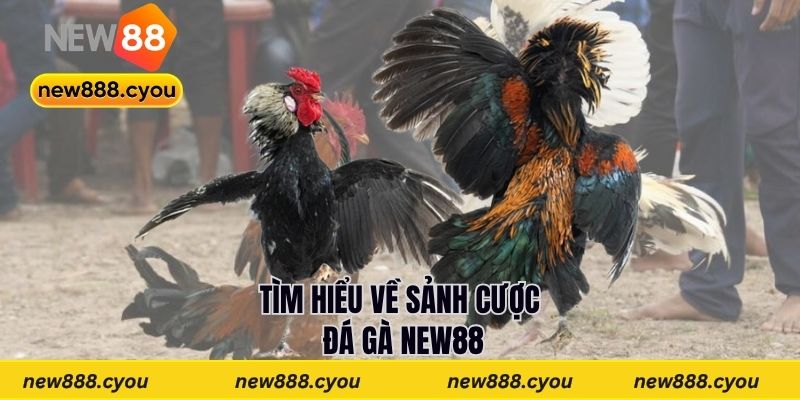 Tìm hiểu về sảnh cược đá gà New88
